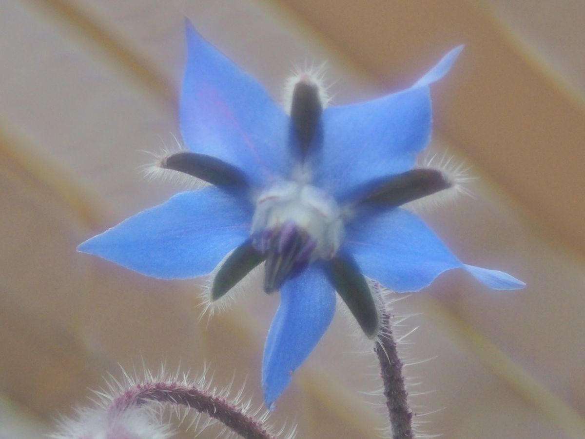 透けるような青の花。ボリジ2020.04.21