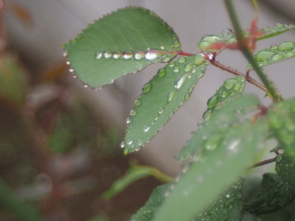 滴が葉脈に沿って並ぶ