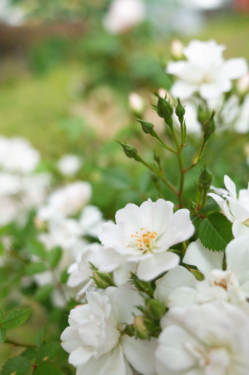 ミニバラ 白レンゲです 可愛い花がい 庭の花 のアルバム みんなの趣味の園芸