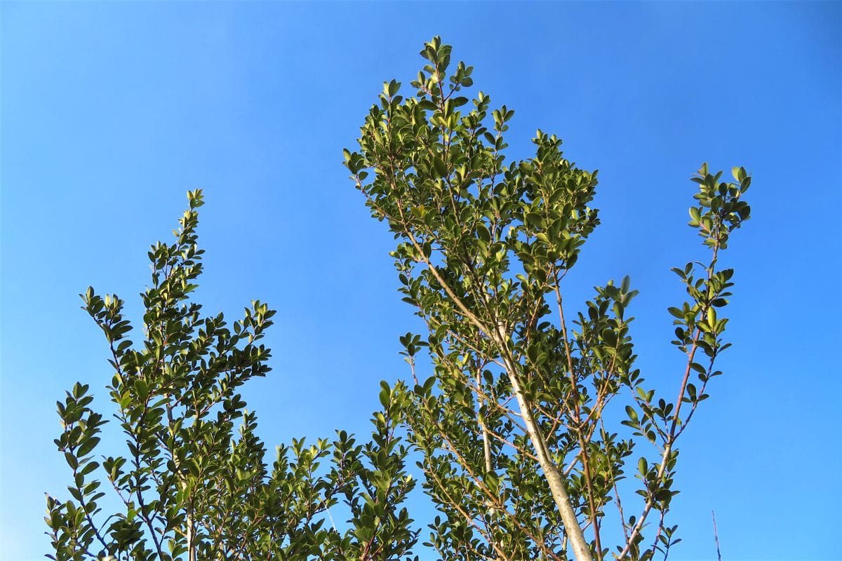 イヌツゲの写真 by いわて 今日の大空「１」