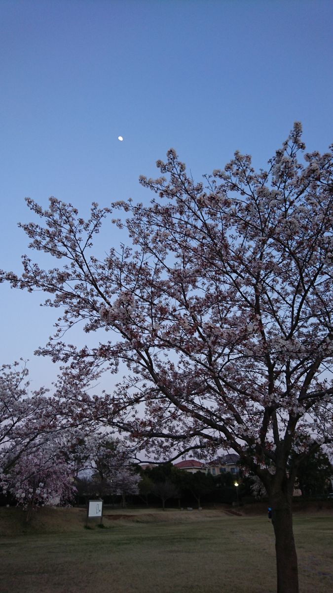 月と桜です。 外出がままならない週末ですが、月は美しく、桜は散り始めながらも麗し