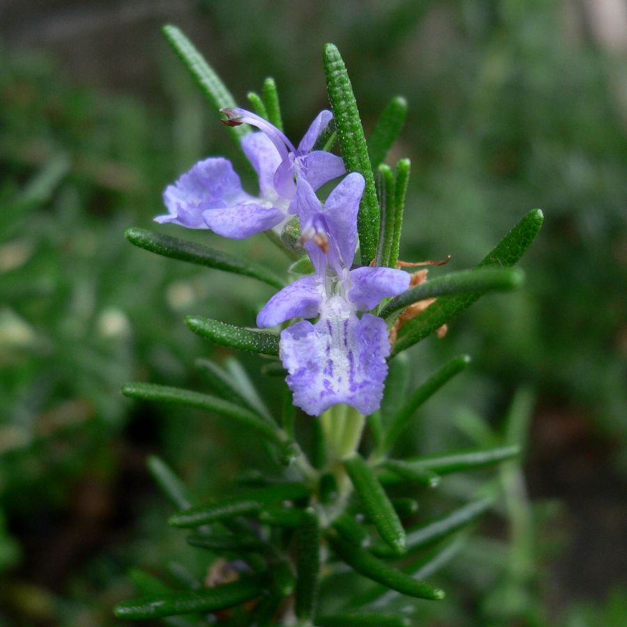 ローズマリーの写真 by Bennu ローズマリー マリンブルー 少しだけ花が咲きました。