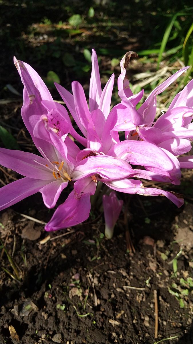 ある日スーッと花芽が上がり、お天気の日に花が開きました✨  でもよく見るとちょっと