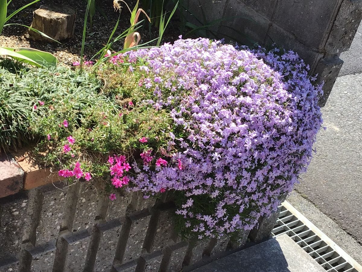 家の芝桜が満開です。