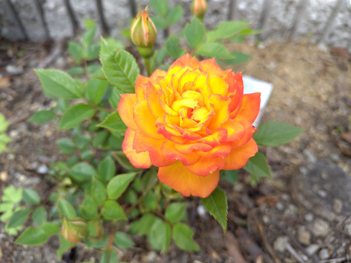 ミニ薔薇花壇で咲く コルダーナシリーズのバラ