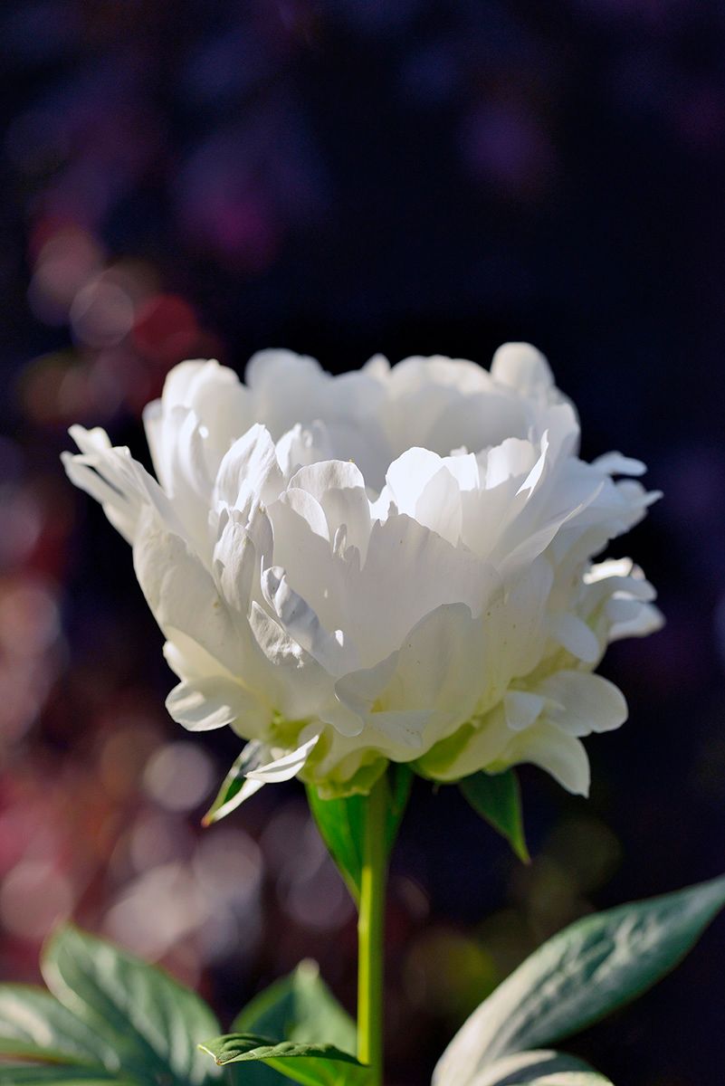 シャクヤクの写真 by 鉢植え100% 芍薬・白雪姫。去年花1つ、今年花2つ。まあ普通はこ