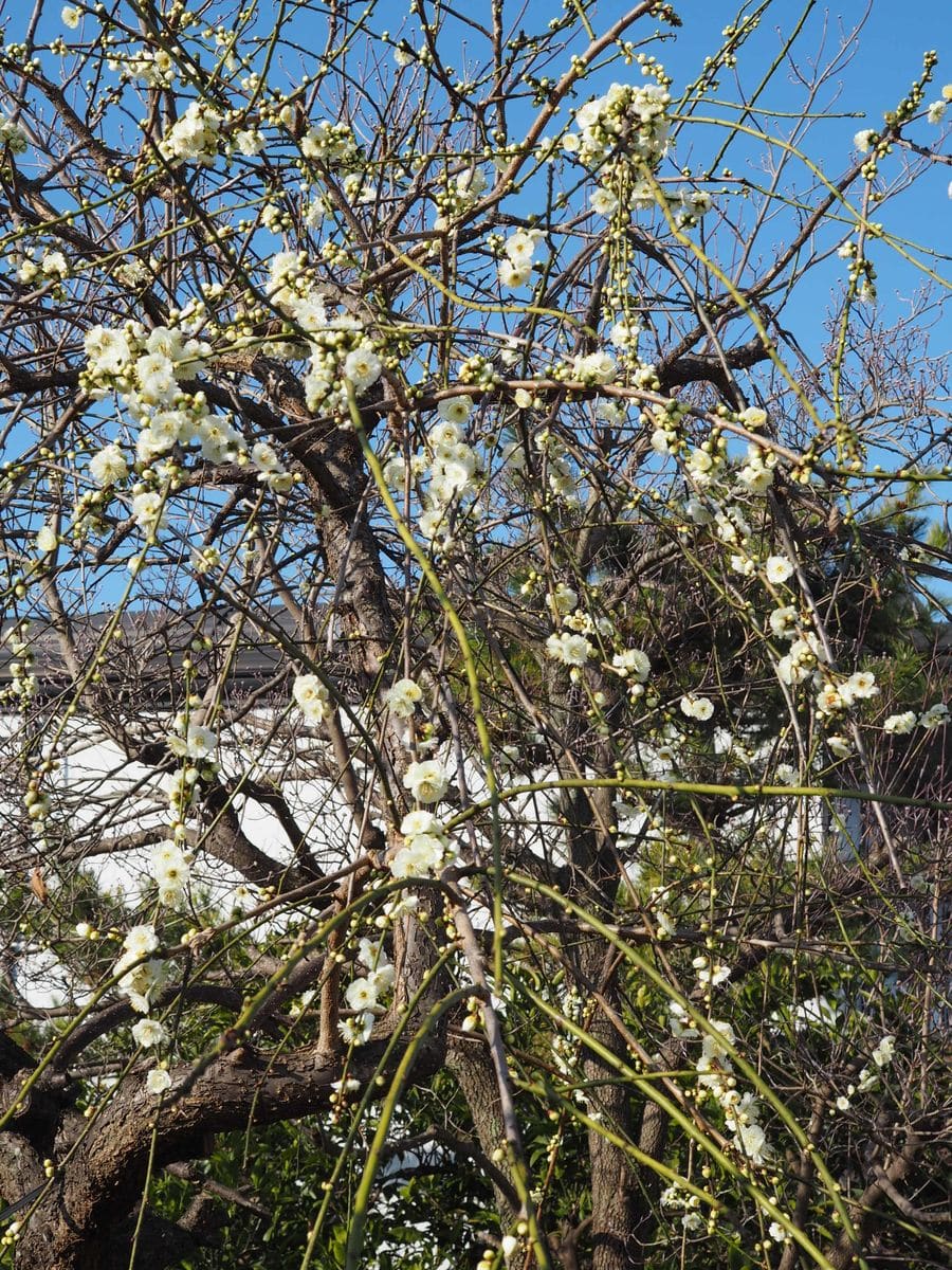 白花のしだれ梅