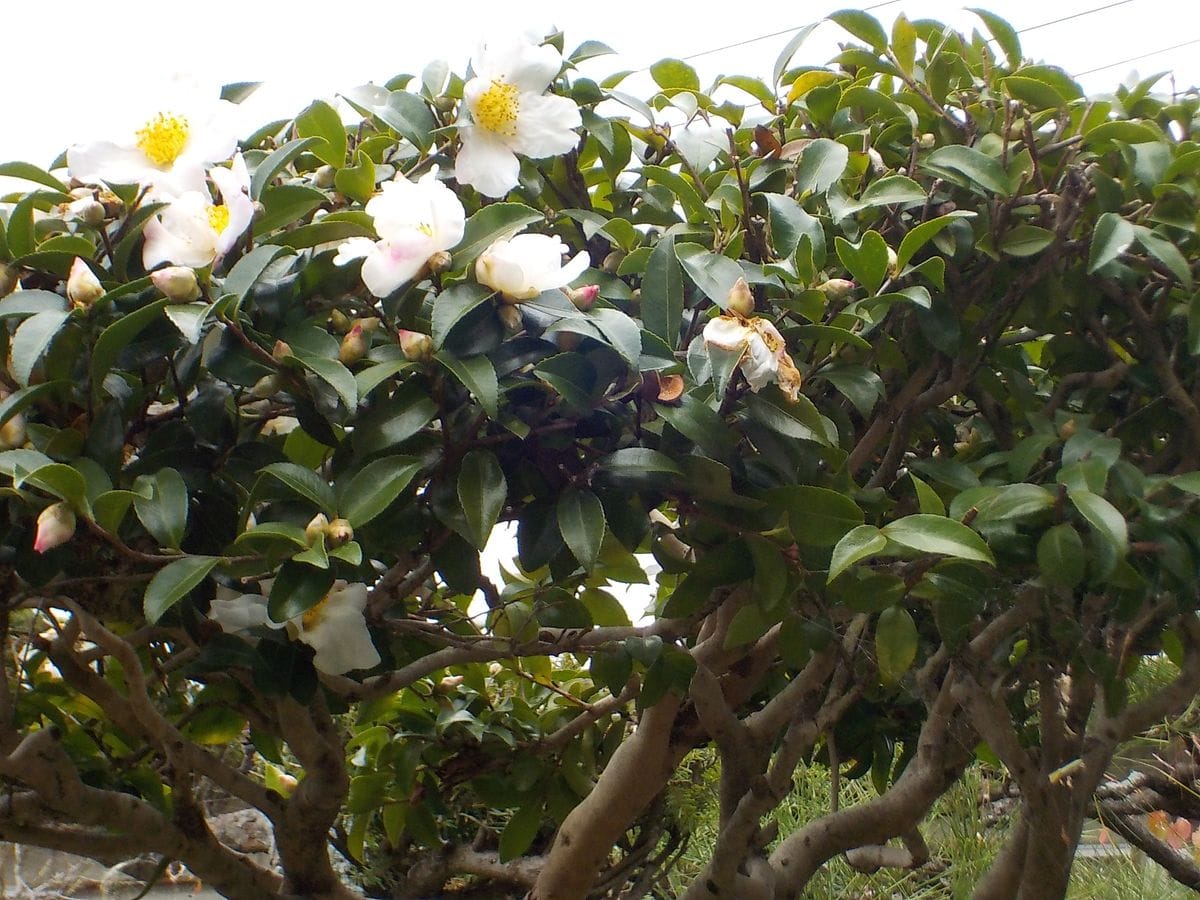 山茶花 白花