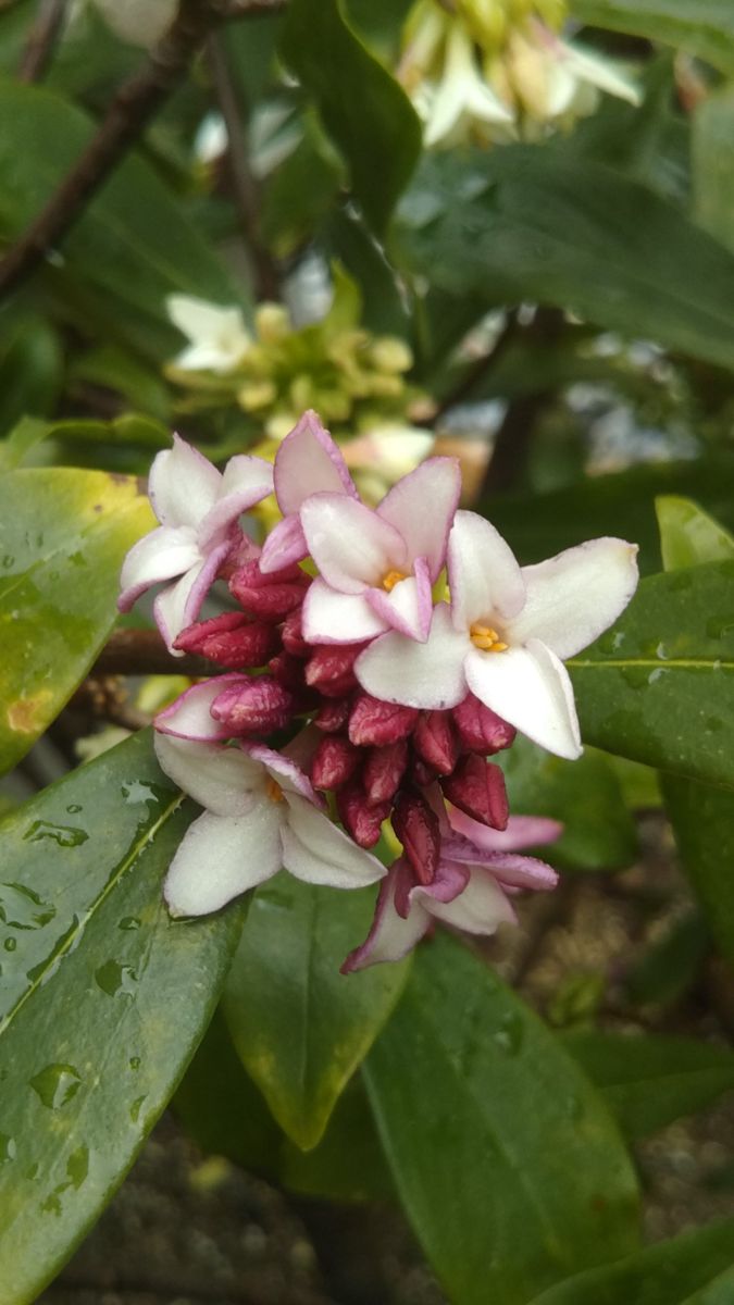 ジンチョウゲの写真 by しあわせのキイロイトリ 日に日に、開花数が増えています🎵