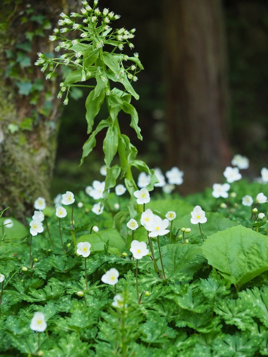  ４月２日、ニリンソウの自生地にて。   フキノトウの花と咲いているのもいい…かな(^▽