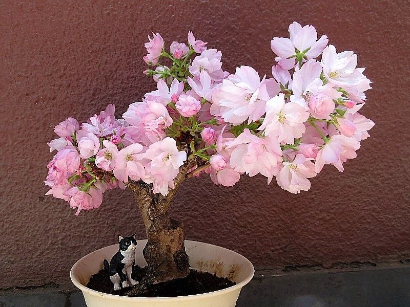 旭山桜、満開です。 まだブームになる８年前、上野グリーンクラブから700円でお連れし