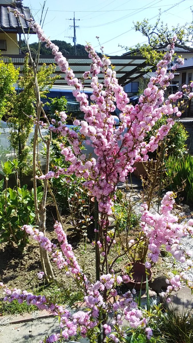 《庭桜》  満開です🎵 でも、ちょっと枝に触るとハラハラと 小さな花吹雪になり始めま