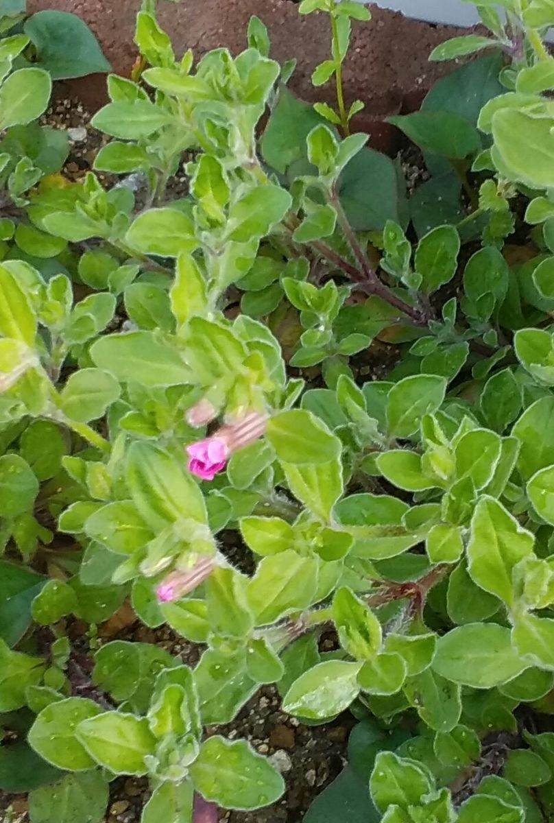 《フクロナデシコ》  ぼつぼつ蕾が色付いて来ました。 今年は、沢山芽を出してくれま