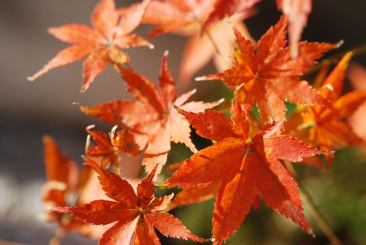 鉢植えの楓が紅葉しています