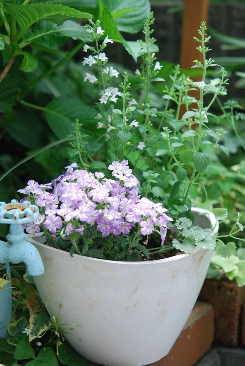ラベンダー色のバーベナと白い小花のカラミンサの寄せ植え
