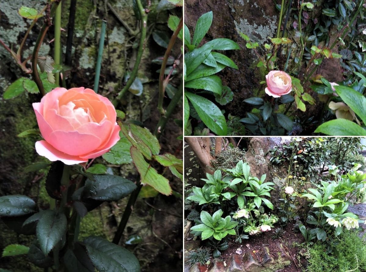 小道の終点小さな花壇に植えたミニバラの３コマ写真...クリスマスローズを植えている