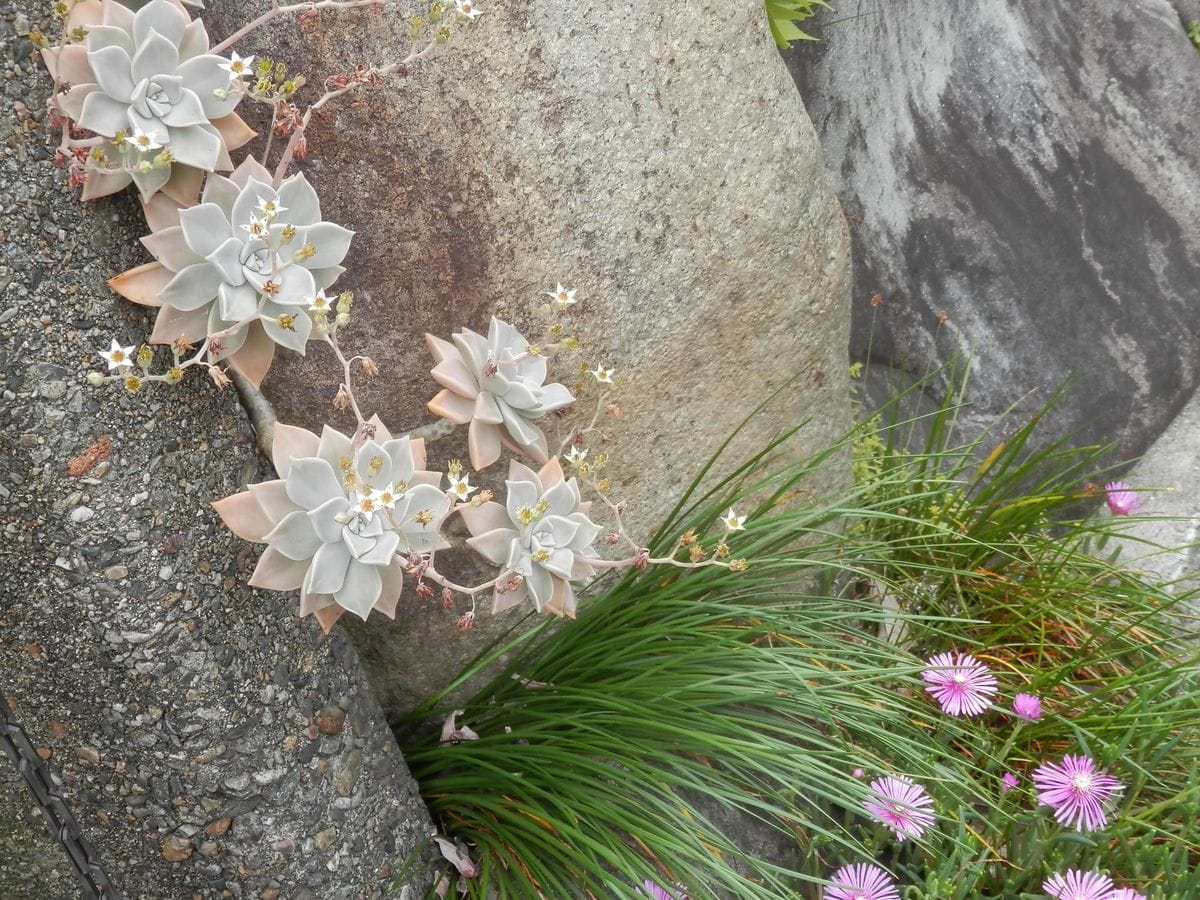 ６月６日、生垣の道路側～石垣の隙間に植えておいた朧月（オボロヅキ）。 花盛りは過