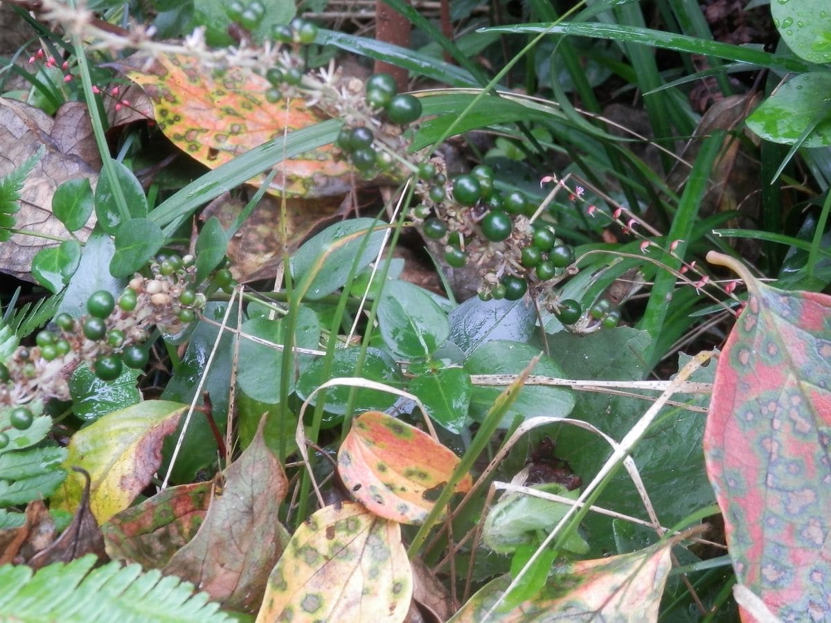 １０月５日。 柿の木の下で結実しているヤブランに、柿紅葉が～