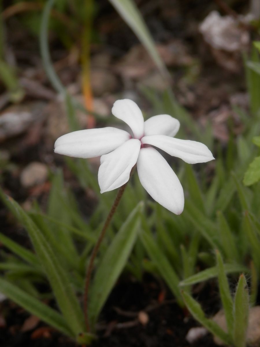 アッツザクラの写真 by モッチャン ５月９日、アッツザクラの花。 ２週間以上前に開花