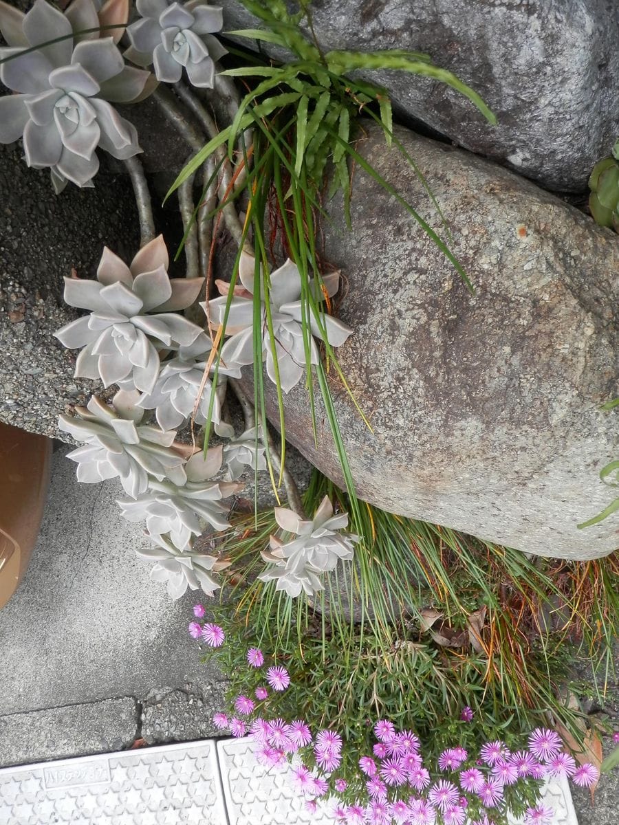 ６月２４日、カーポート脇の石垣の朧月（オボロヅキ）。 その下で～マツバギクが花盛