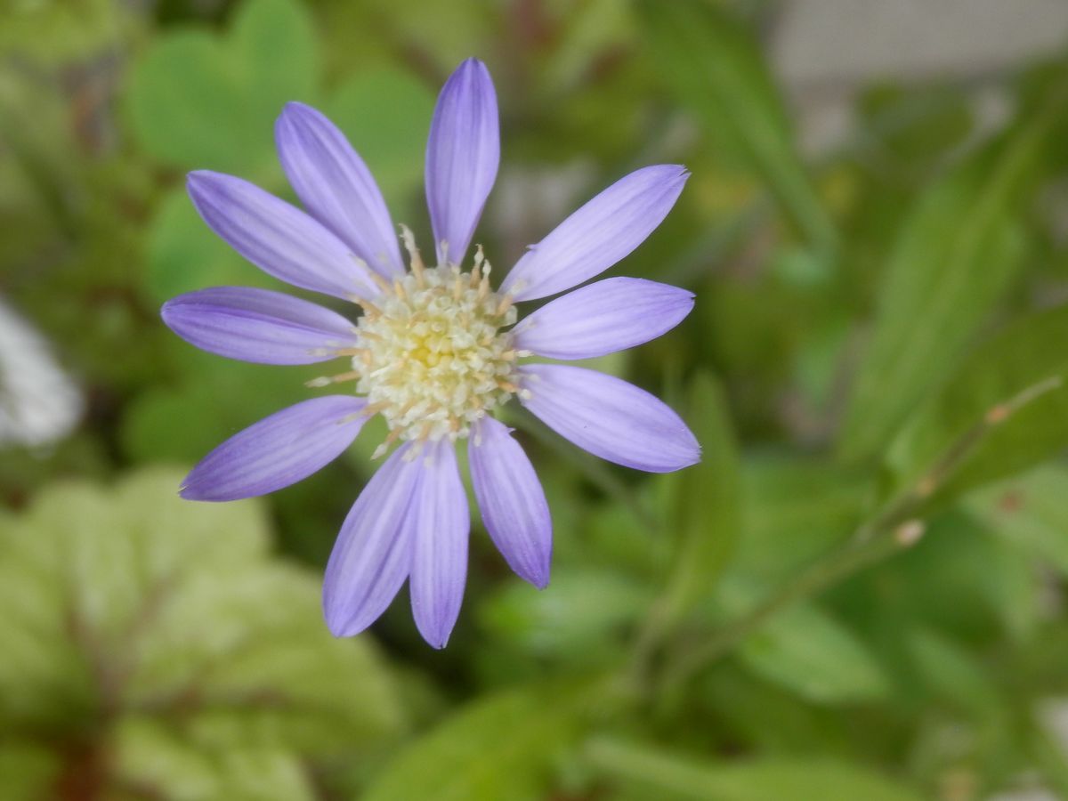 ミヤコワスレの写真 by モッチャン ６月２日、寄植えの中で最後に開花した～名残のミ