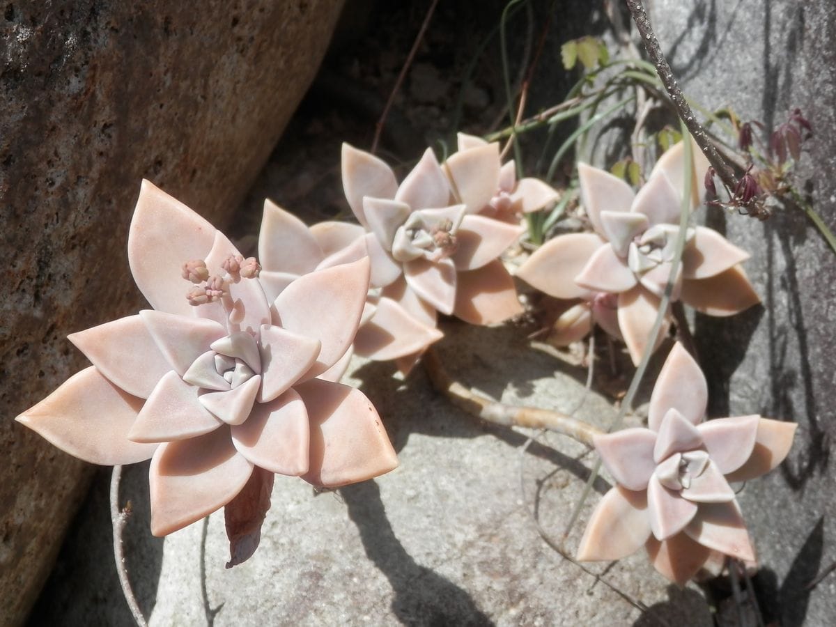 ３月２４日。 石垣の隙間に植えておいた朧月（オボロヅキ）も、花茎が伸びてきました