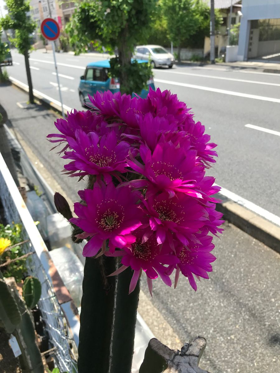  6月9日の開花です。