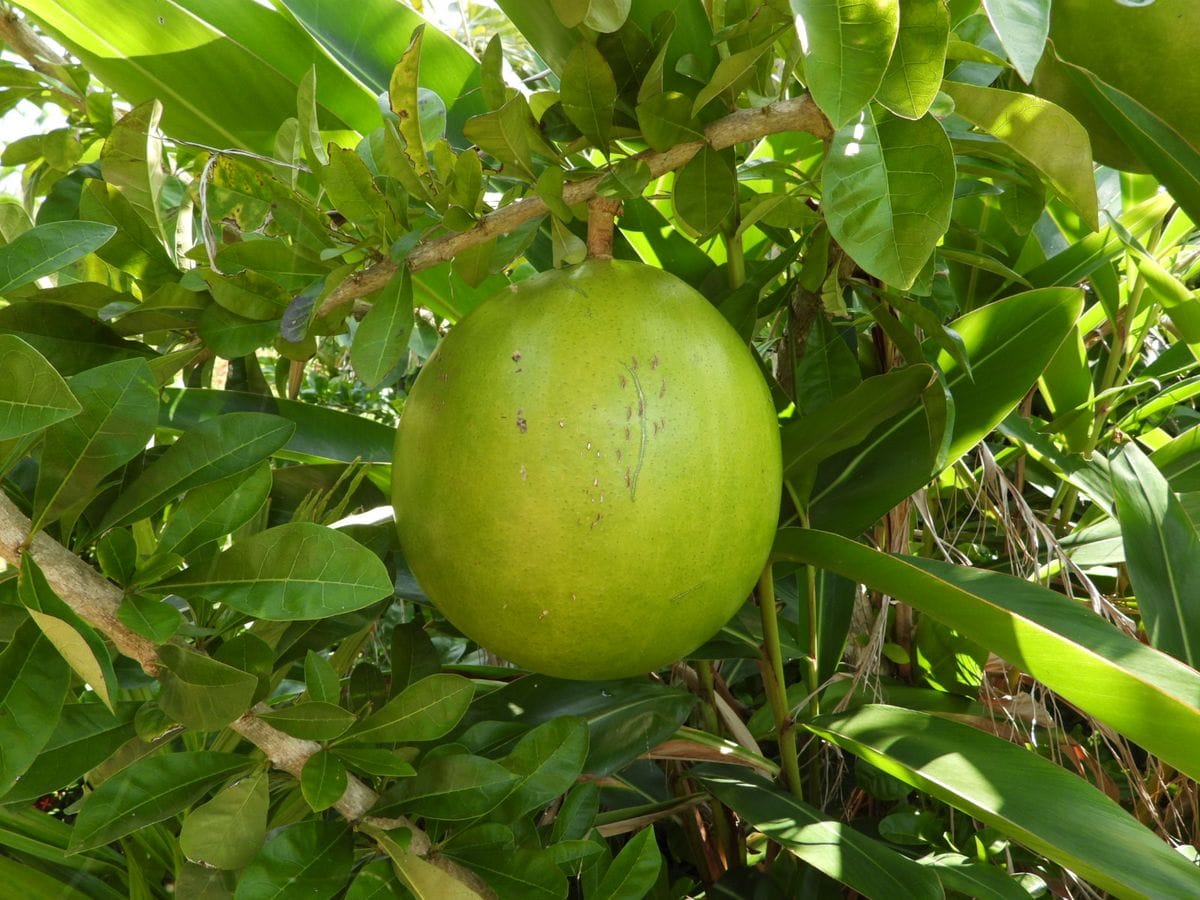 熱帯果樹園で見つけた大きな実、フクベ（ウリ科）。 直径20㎝くらいありそう。 味はさ