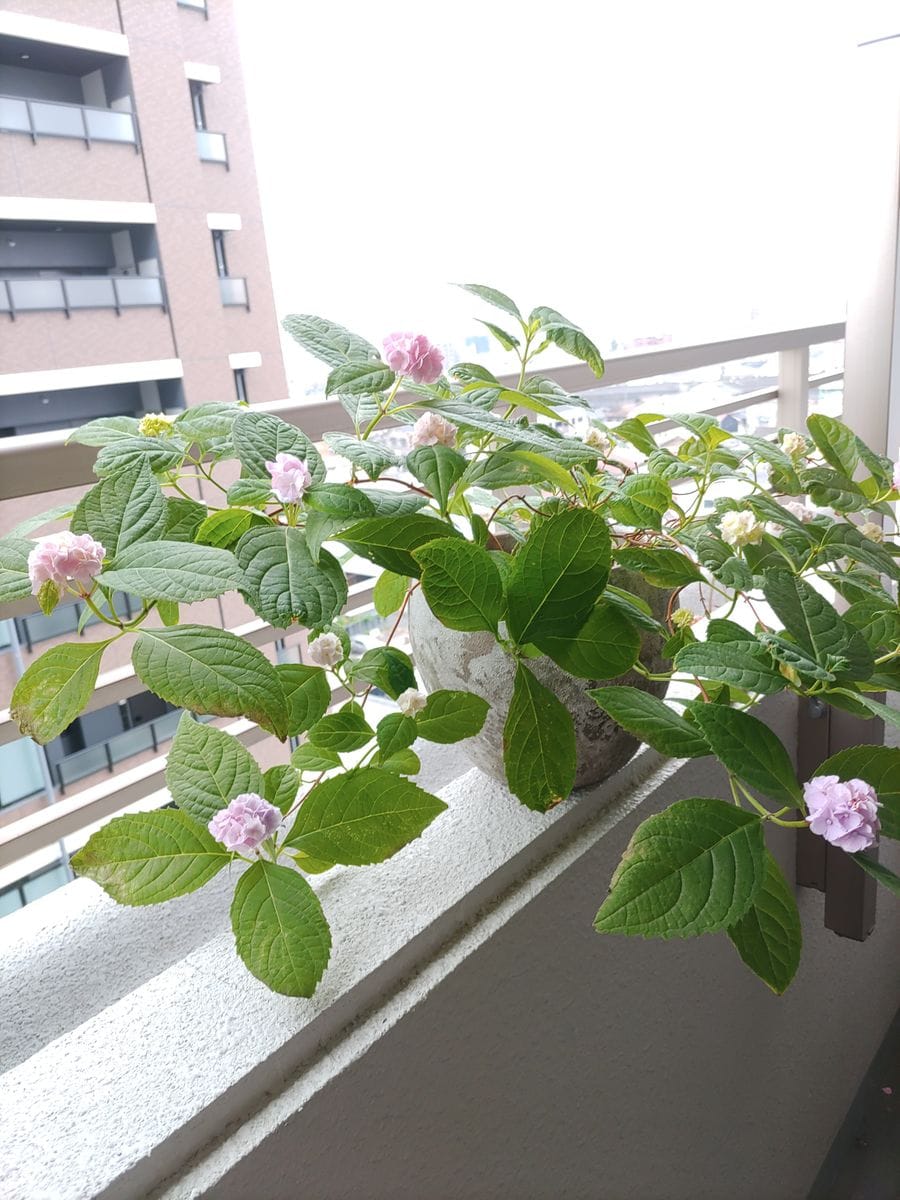 紫陽花・伊予獅子手鞠♪ 二年目です(^^)一年ベランダで枯れずに今年も咲いたことがうれ