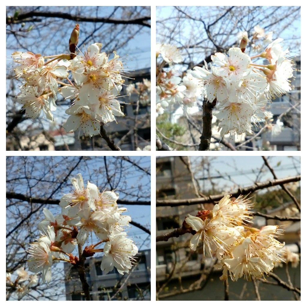 ウメ（花ウメ）の写真 by トム・マグノリア お寺の境内に咲いていた『白梅』😄  梅から