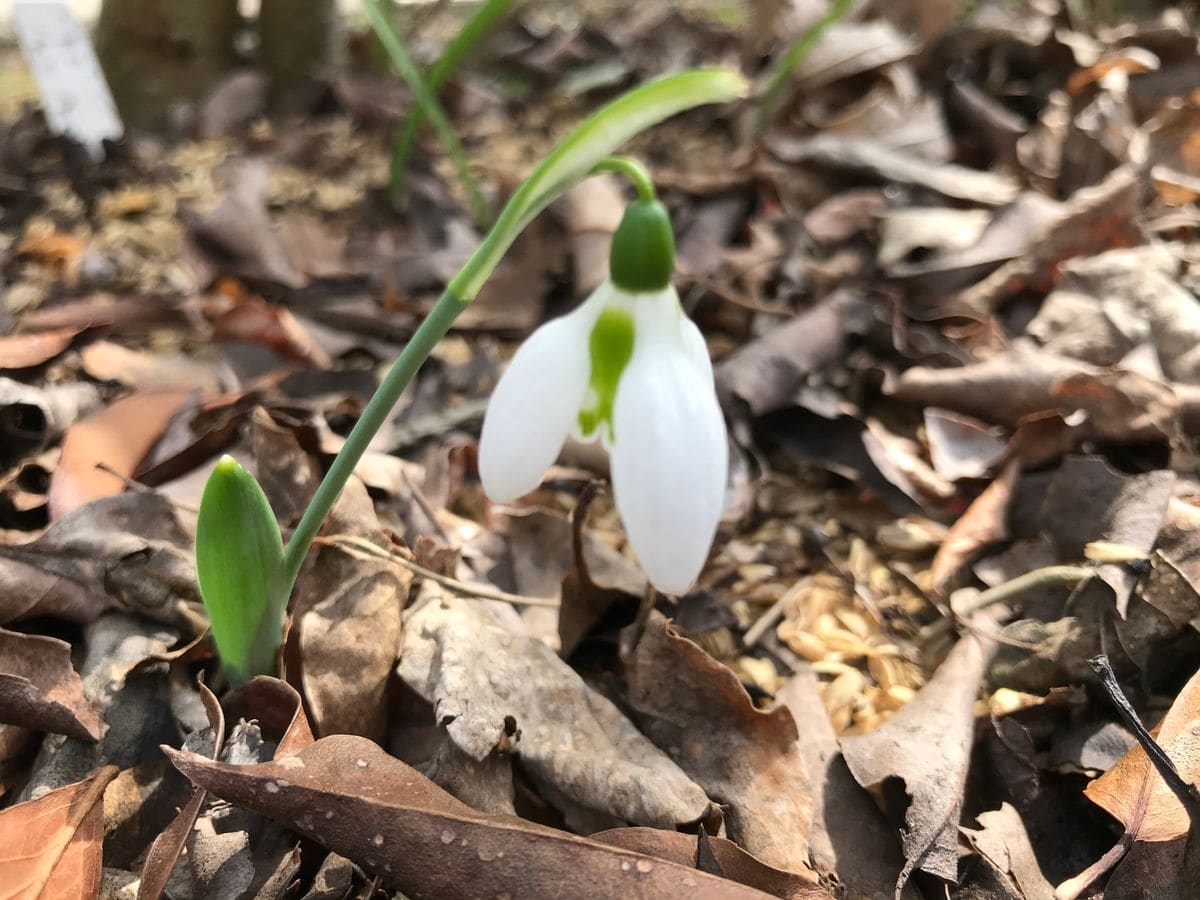 ７年前に植えた球根は地面の下で私と同じ春を見た 今年も小さな花と一緒に春を見よう 