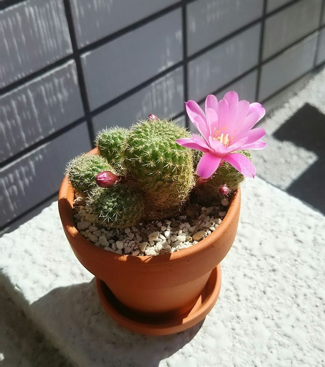 レプチア属パープレクサ♪ 百均で去年買ってきました🌵 直径２㎝程の小さなサボテンから