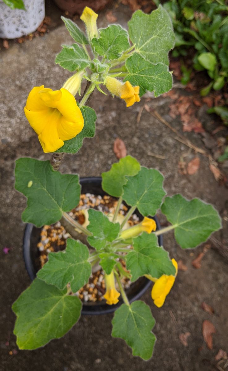 ゴマ科のコーデックス、ウンカリーナ・ルーズリアナの全体。朝のうちのほうが花色が濃