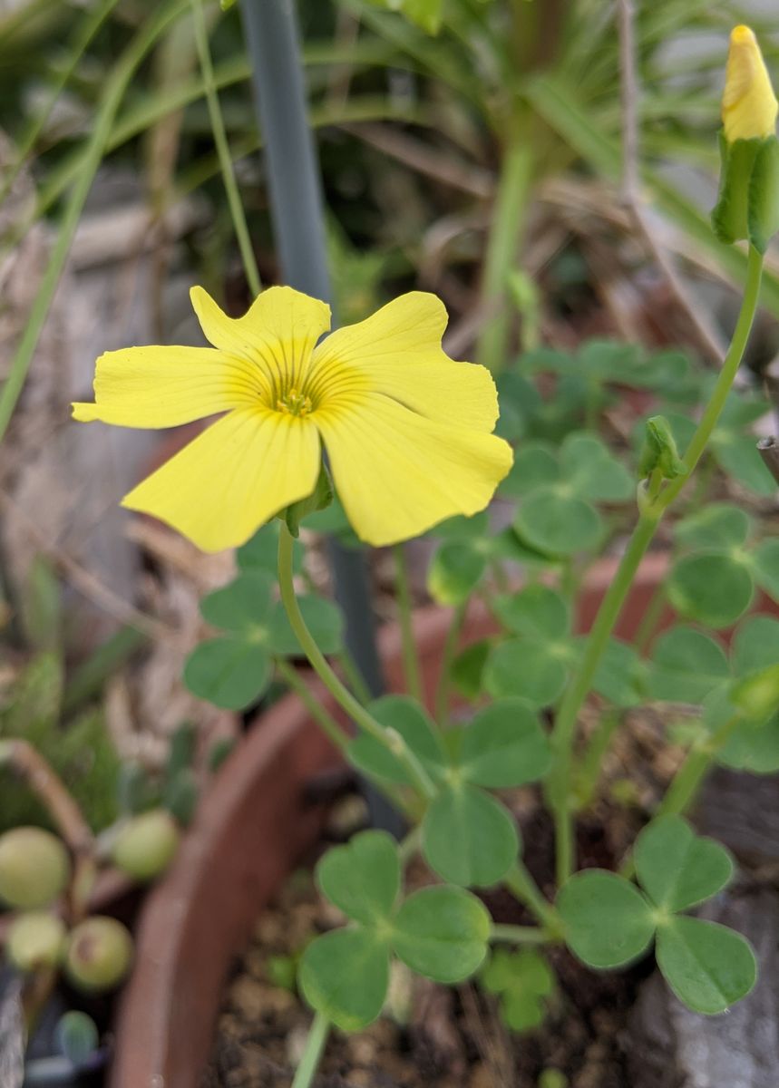 ツヤカタバミ。温室内で雑草化するため除草していたら、花を咲かせるような大きな株が