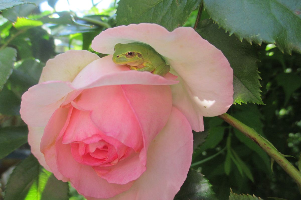 ピエールドロンサールの花を青蛙がベッドにしていました ふわふわでいい匂いの素敵な