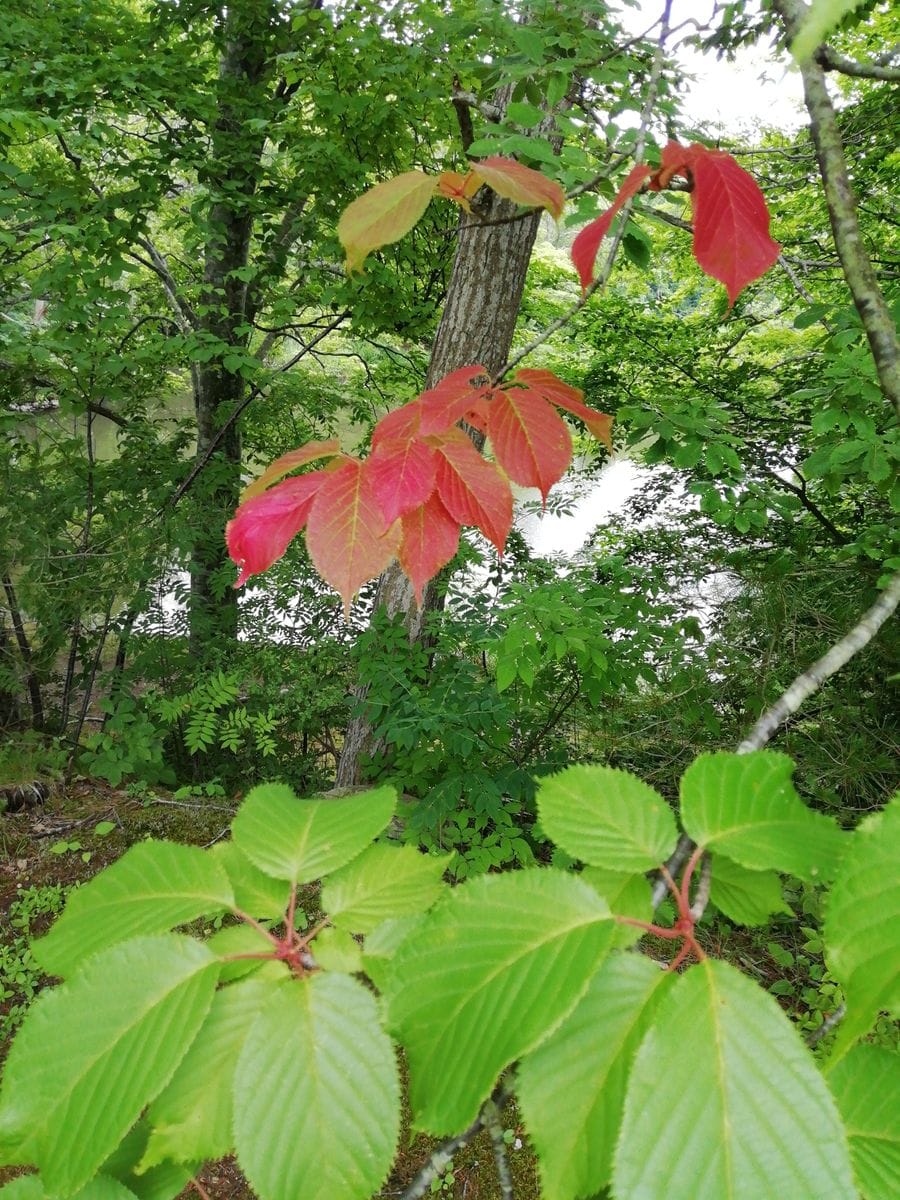 もう紅葉してる？(出かけた先で見かけた)