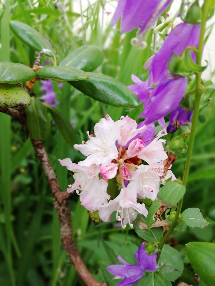 シャクナゲ 最後の花