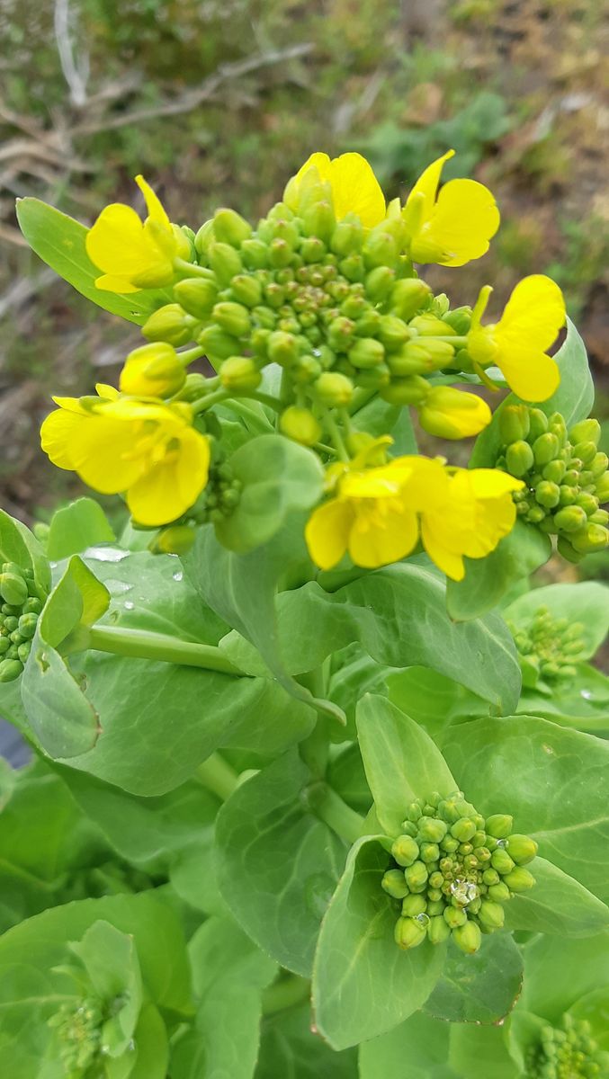 白菜のお花。 ちょうど1年前の今日も同じｼｮｯﾄでパチリ(笑) 今日はお花は小瓶にさして