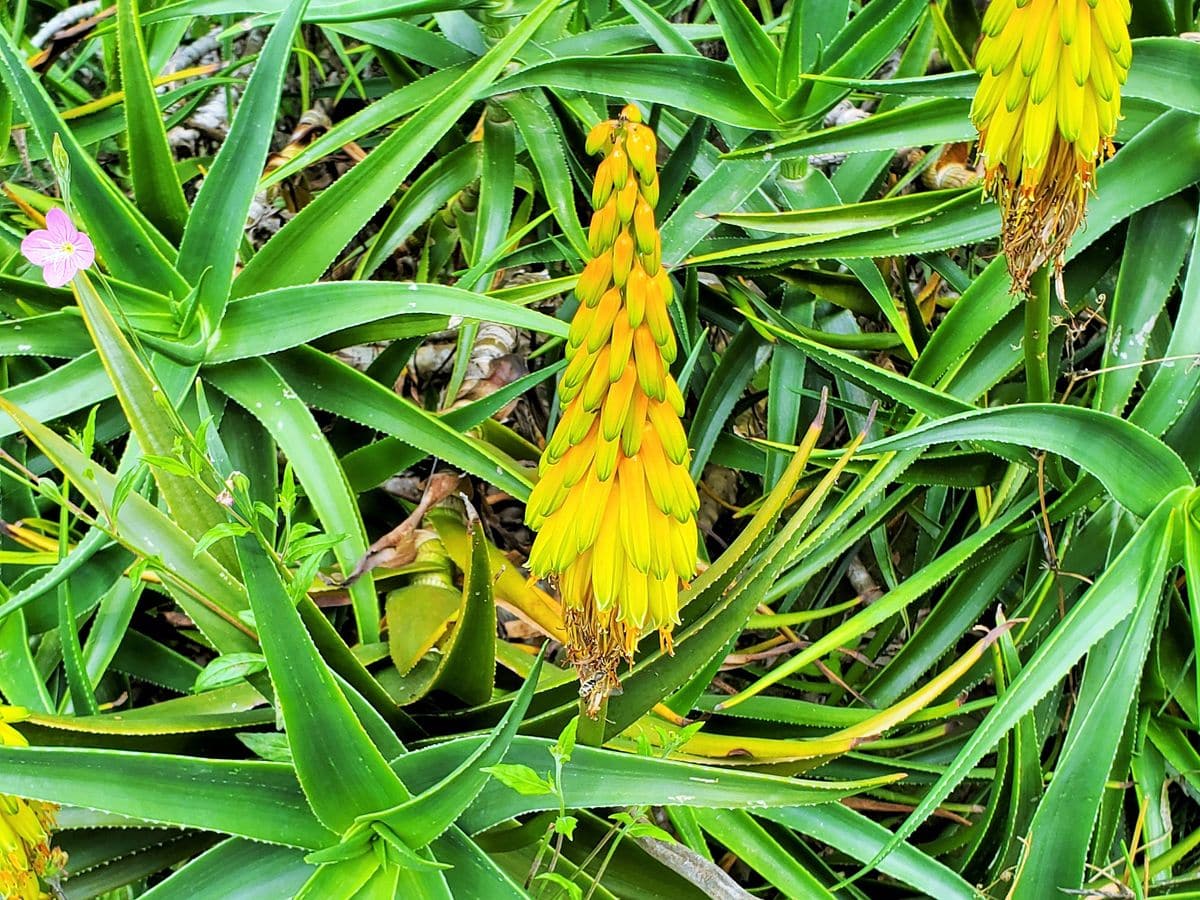 ツルボラン科多肉植物『アロエベラ』でしょうか 花が咲いています。