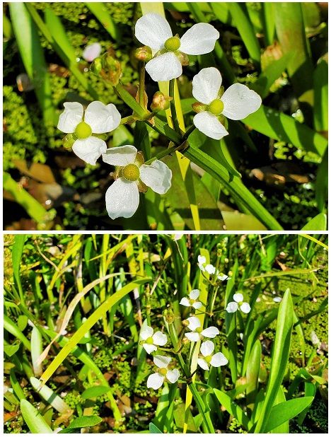 オモダカ科『ナガバオモダカ』水生植物のひとつ オタマジャクシの小池に生息していま