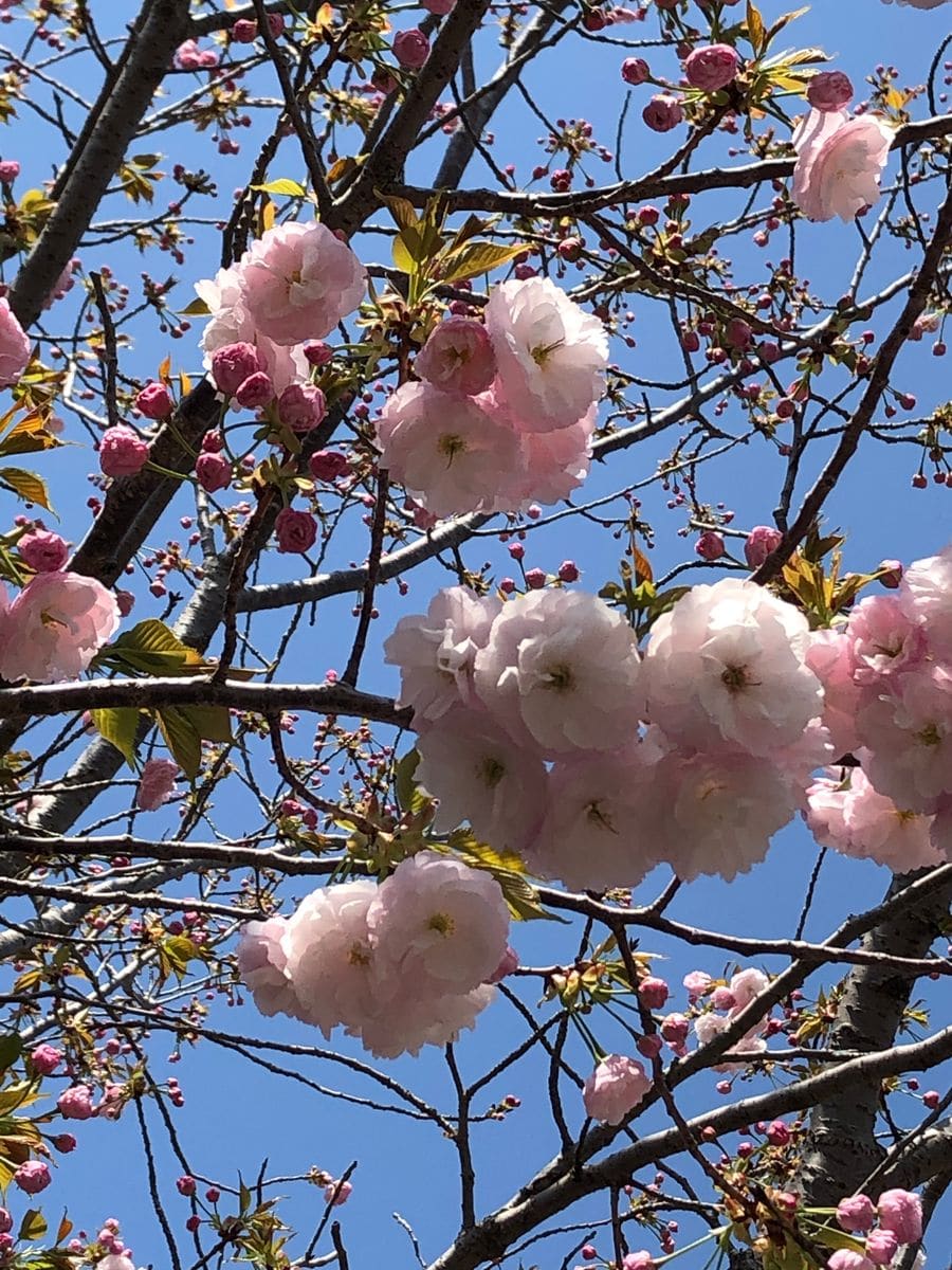 桜🌸 フワフワの花が可愛い💕