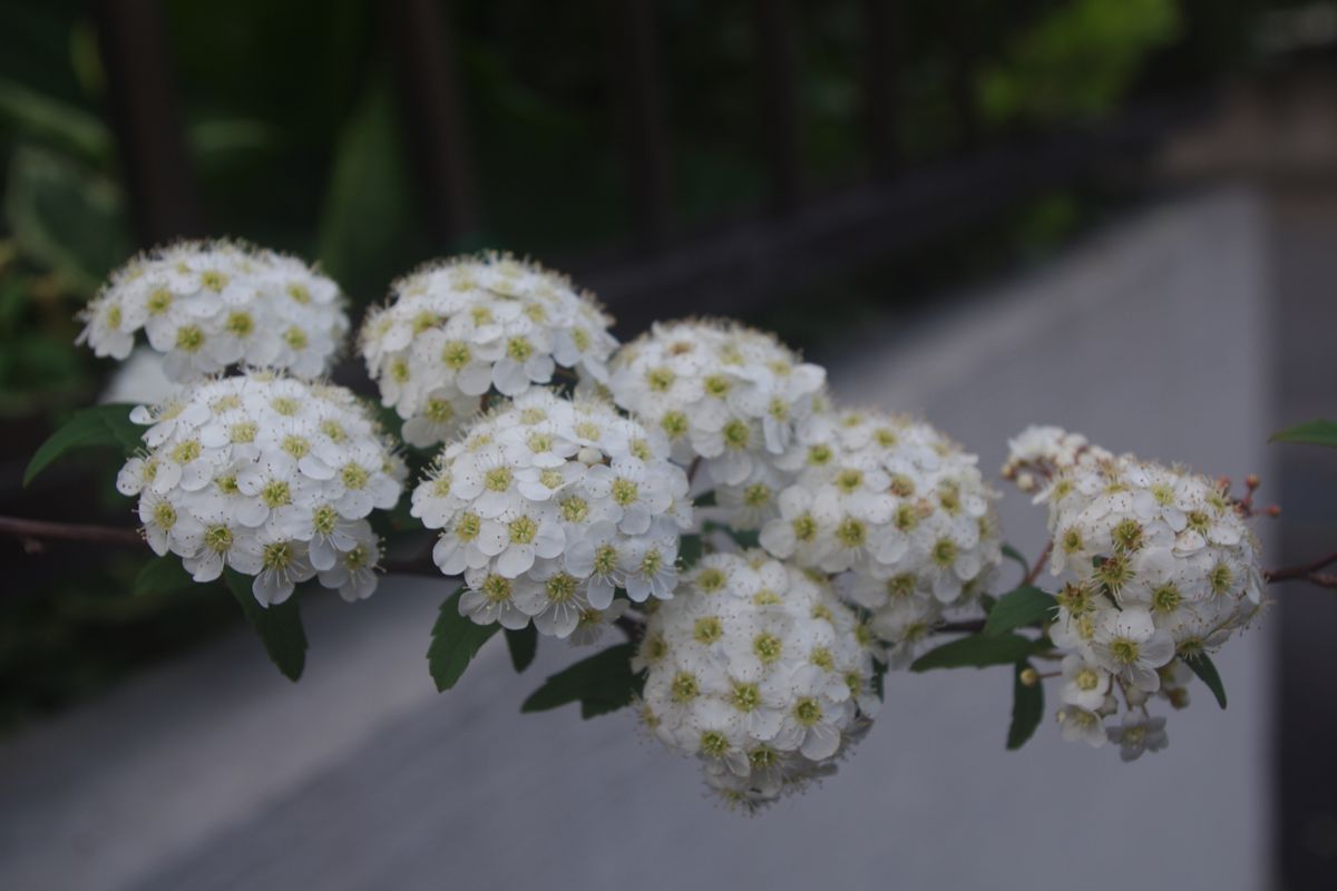 コデマリ 八重咲きよりも小手毬の名が似合いますね。 昔懐かしい花です。