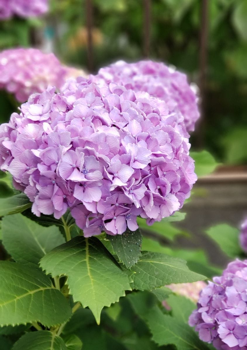 我が家 北側の紫陽花です。