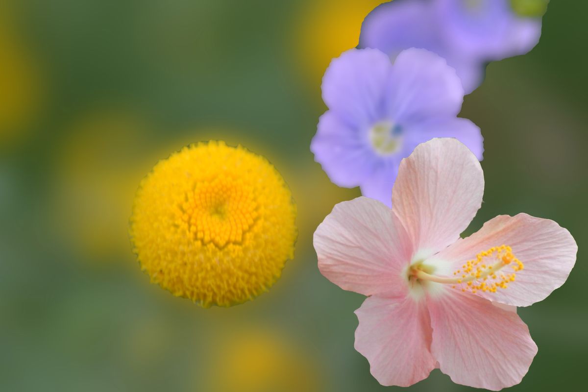 ハイビスカスとタンジー 季節の花の写真 のアルバム みんなの趣味の園芸
