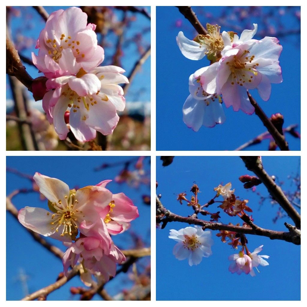 冬晴れの中、元気に開花中の『十月桜』🌸😂本日、１１時台に撮影  太陽をいっぱい浴びて