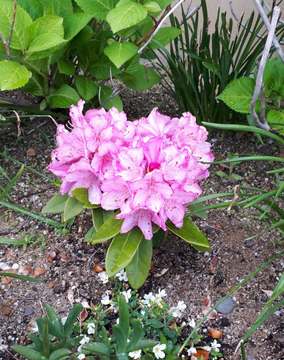 可愛らしい西洋シャクナゲの花が咲きました(^^)