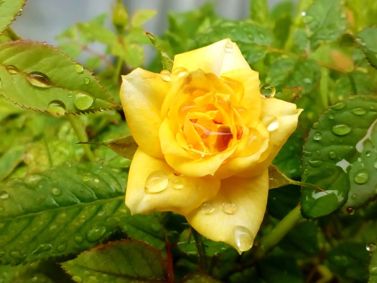 雨に打たれながら、元気に咲き続ける黄色い『ミニバラ』😄 ７月４日撮影  バラからパワ