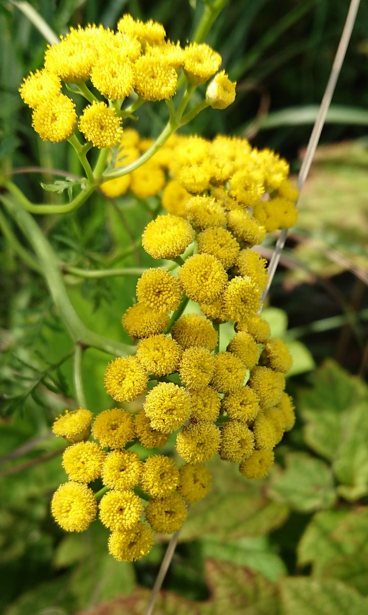 昔は薬に使われていたとか💛