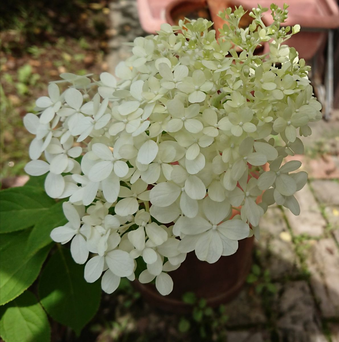 いつの間にか花が✨