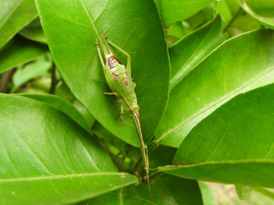 ミカンの葉に、じっとしているこの子は誰？ アオマツムシの幼虫君です。 街路樹や庭木